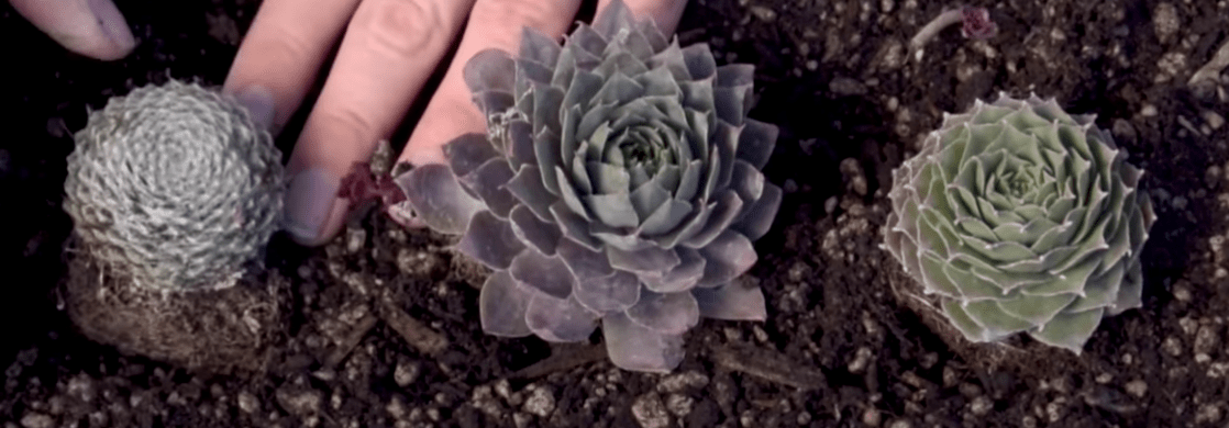 Sempervivum