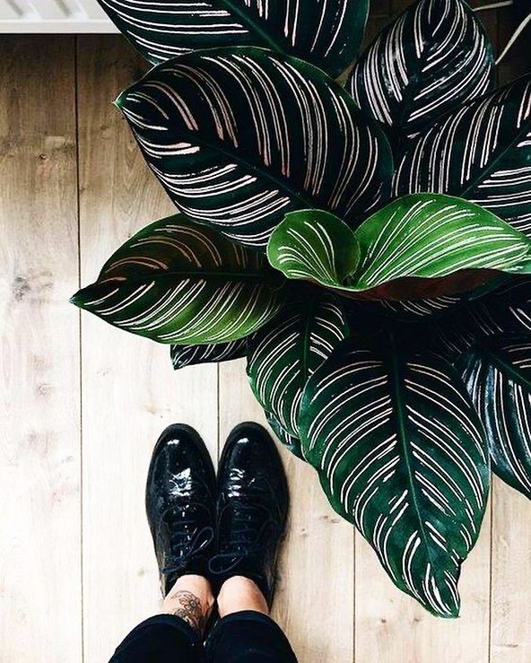 What diseases and pests are Pinstripe Prayer Plant susceptible to?