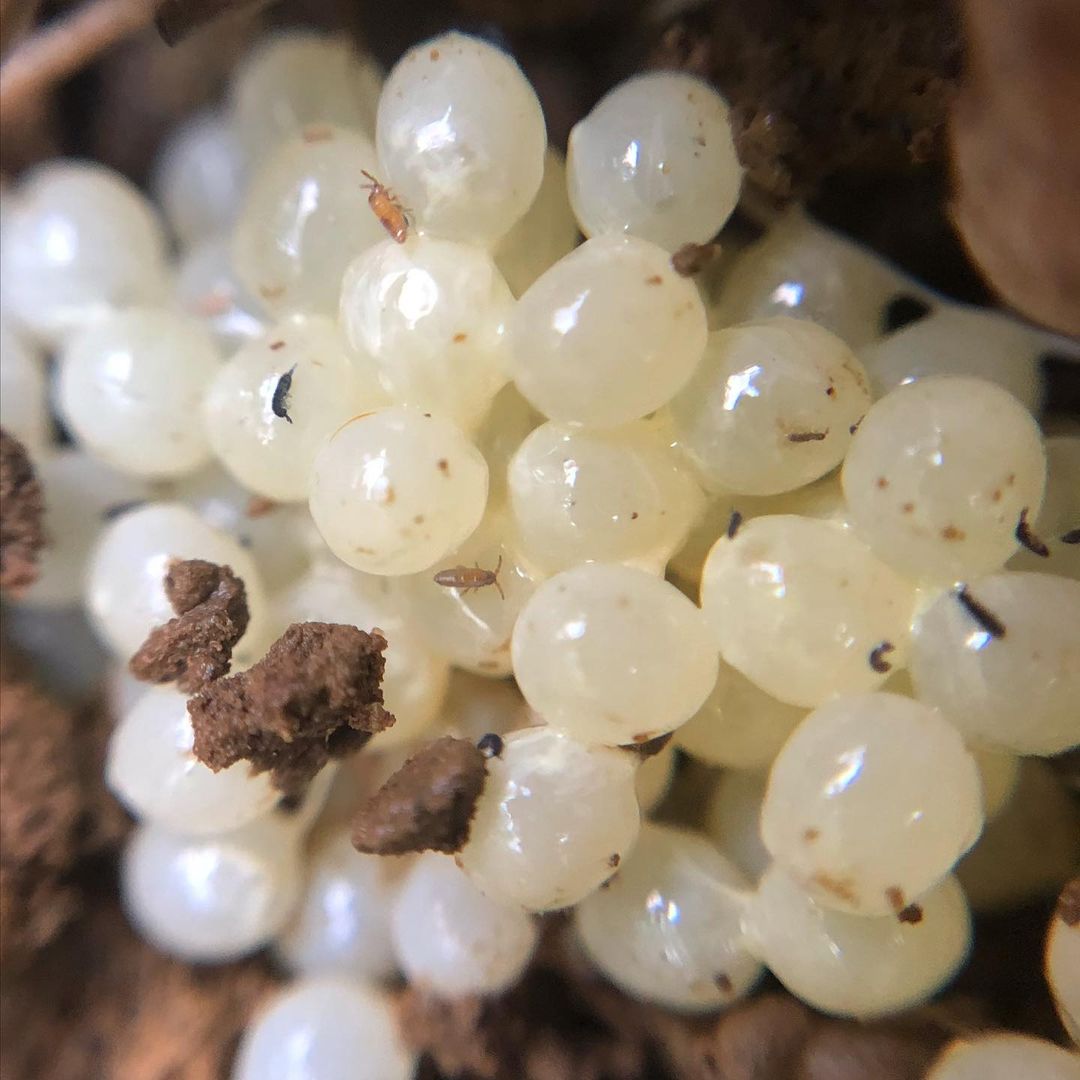 What attracts little white bugs in soil?