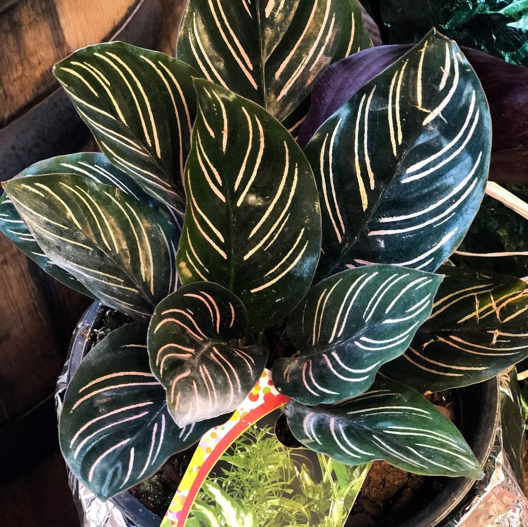 Is the Pinstripe Prayer Plant poisonous?