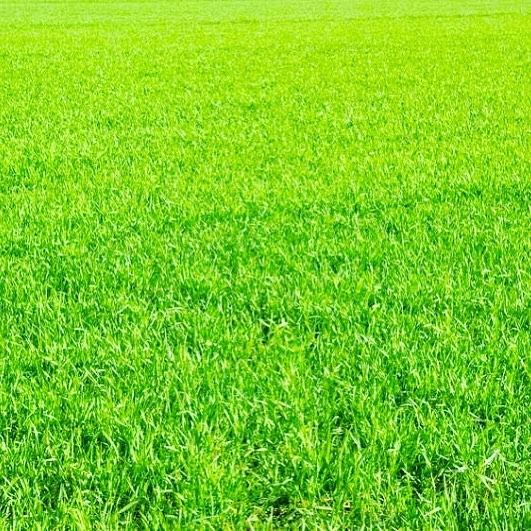 CitraBlue St. Augustine Grass