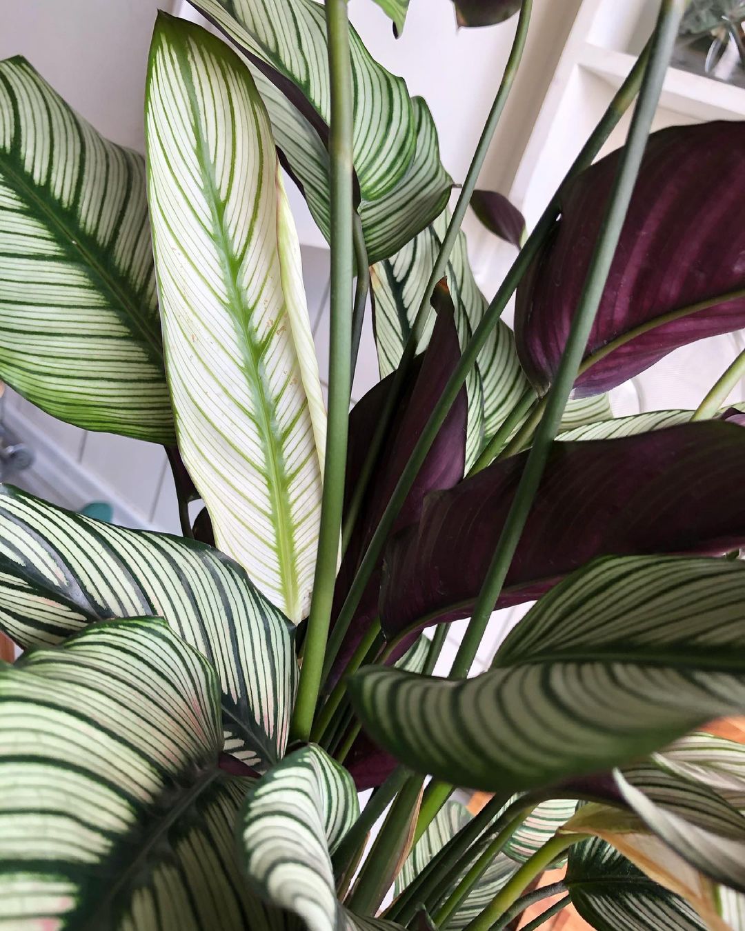 Heavy watering - root rot