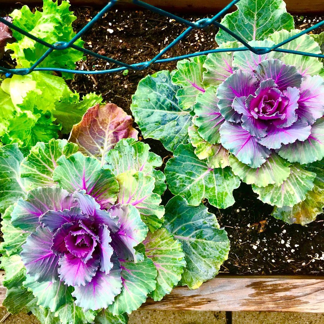 Ornamental Cabbage