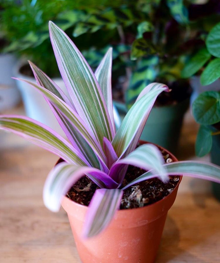 Oyster plant