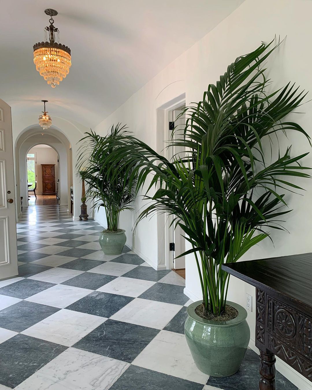 Howea Forsteriana