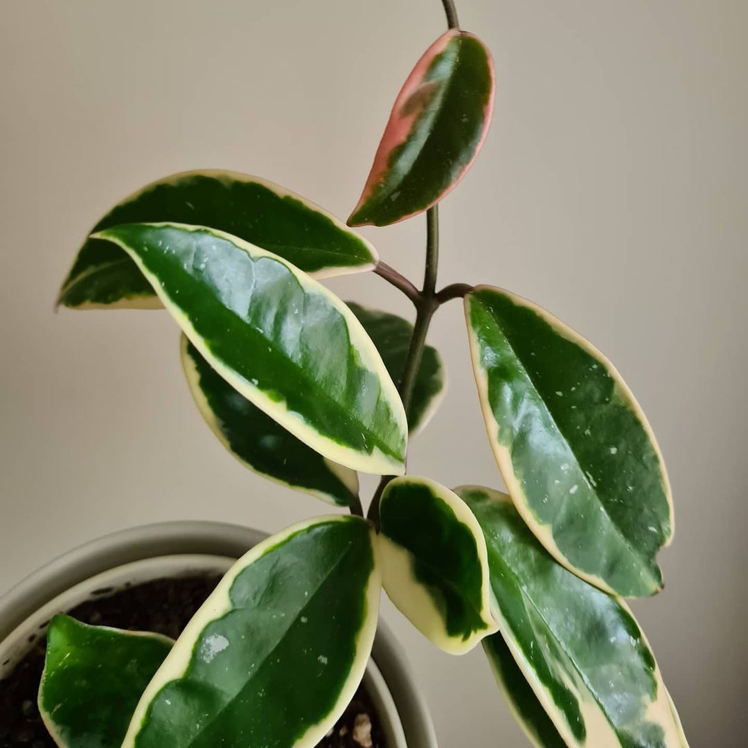 What kind of plant is a hoia Crimson Queen?