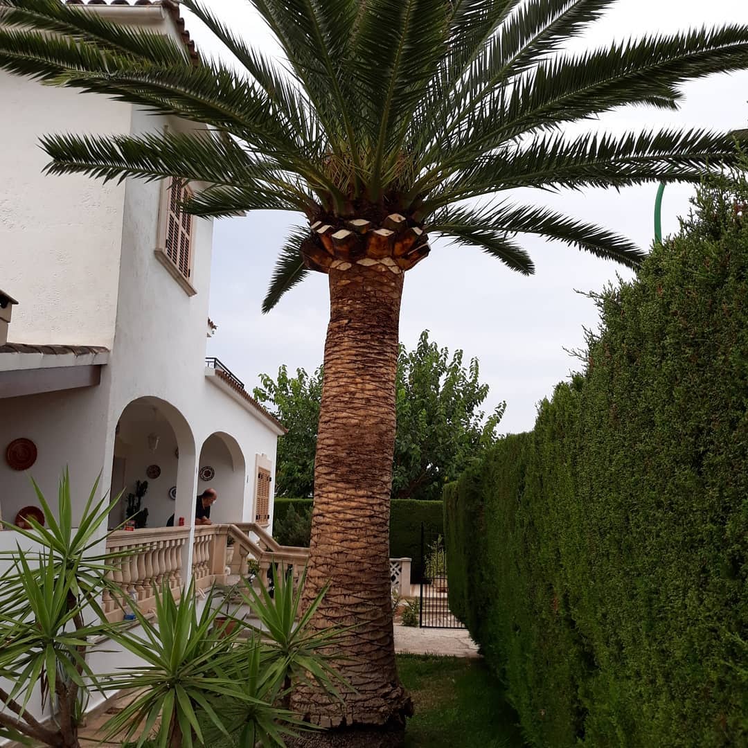 Soil acidity for palm trees