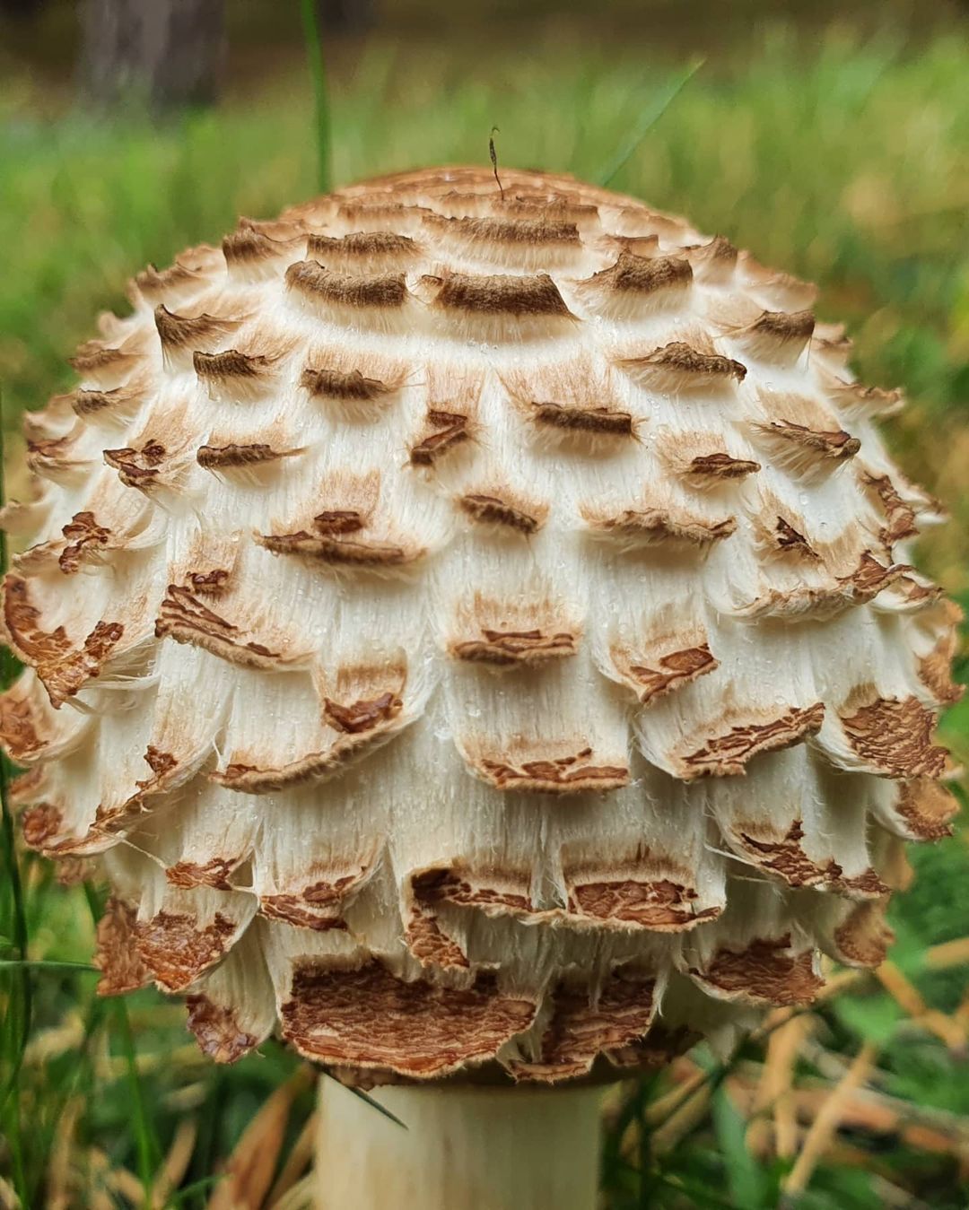 Chlorophyllum rachodes mushroom