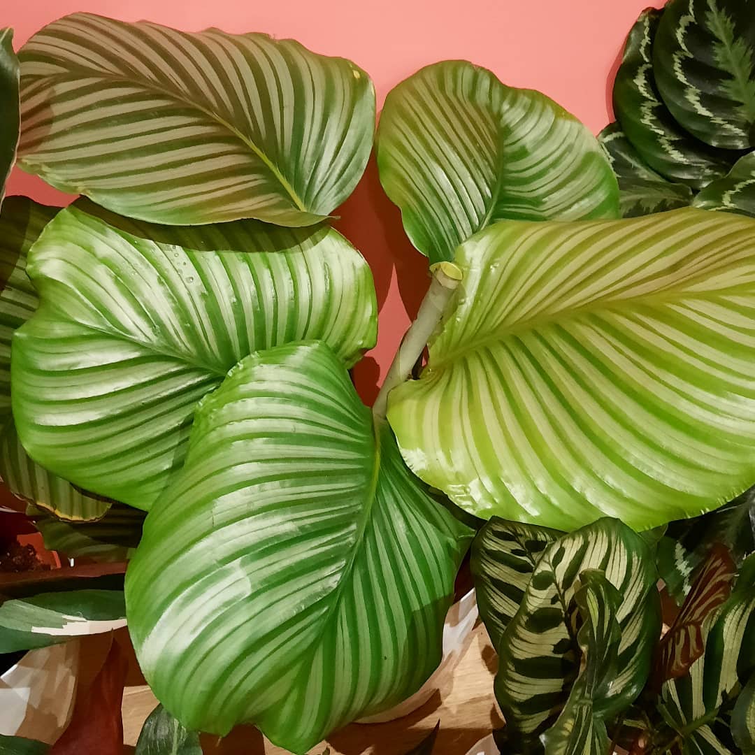 Leaf burns