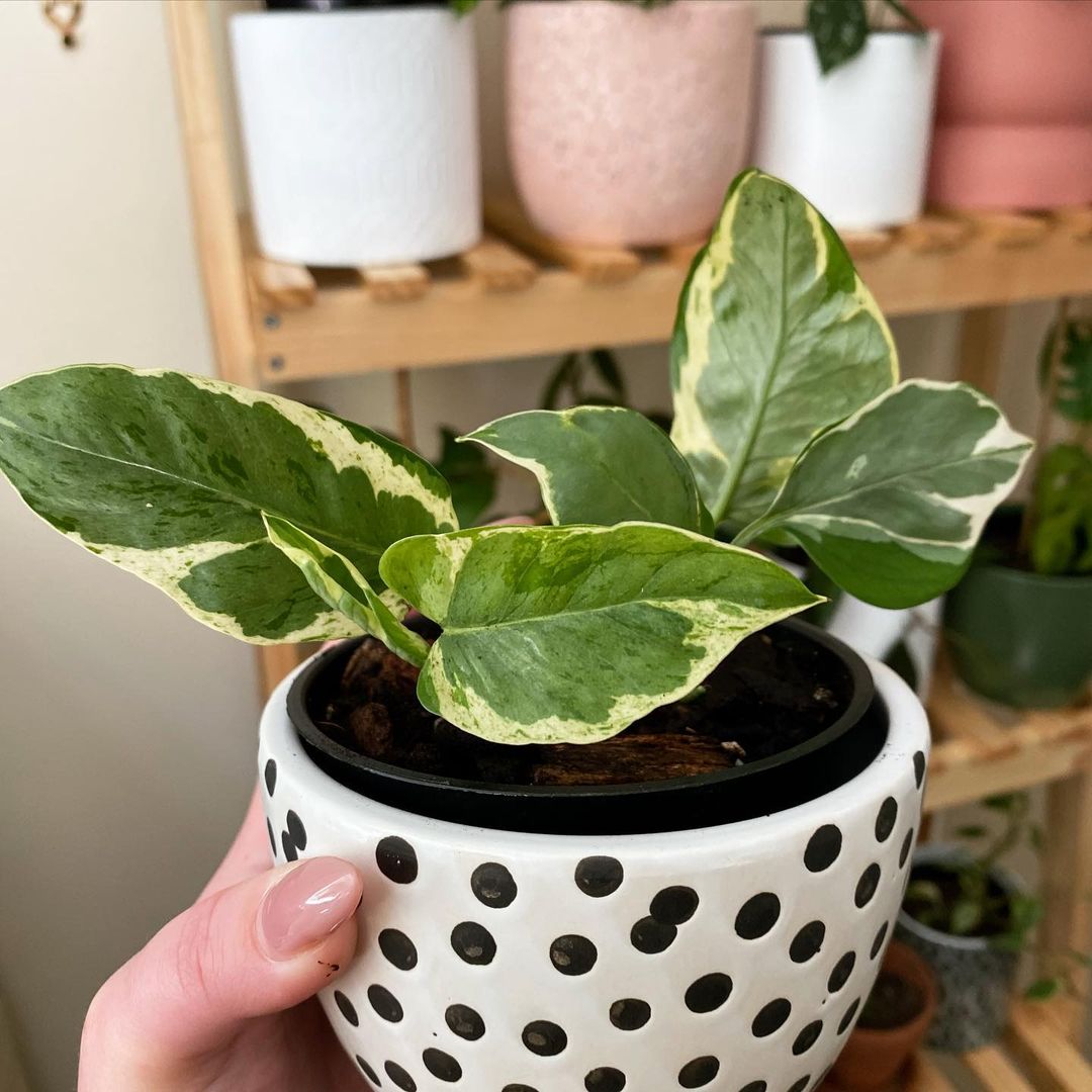 Pearls and jade pothos