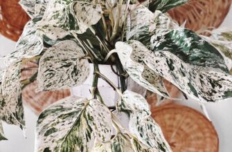 Snow Queen pothos
