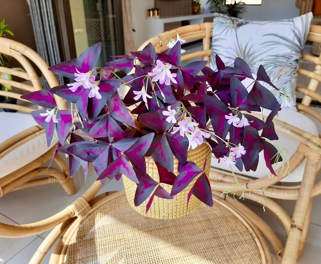Purple Oxalis