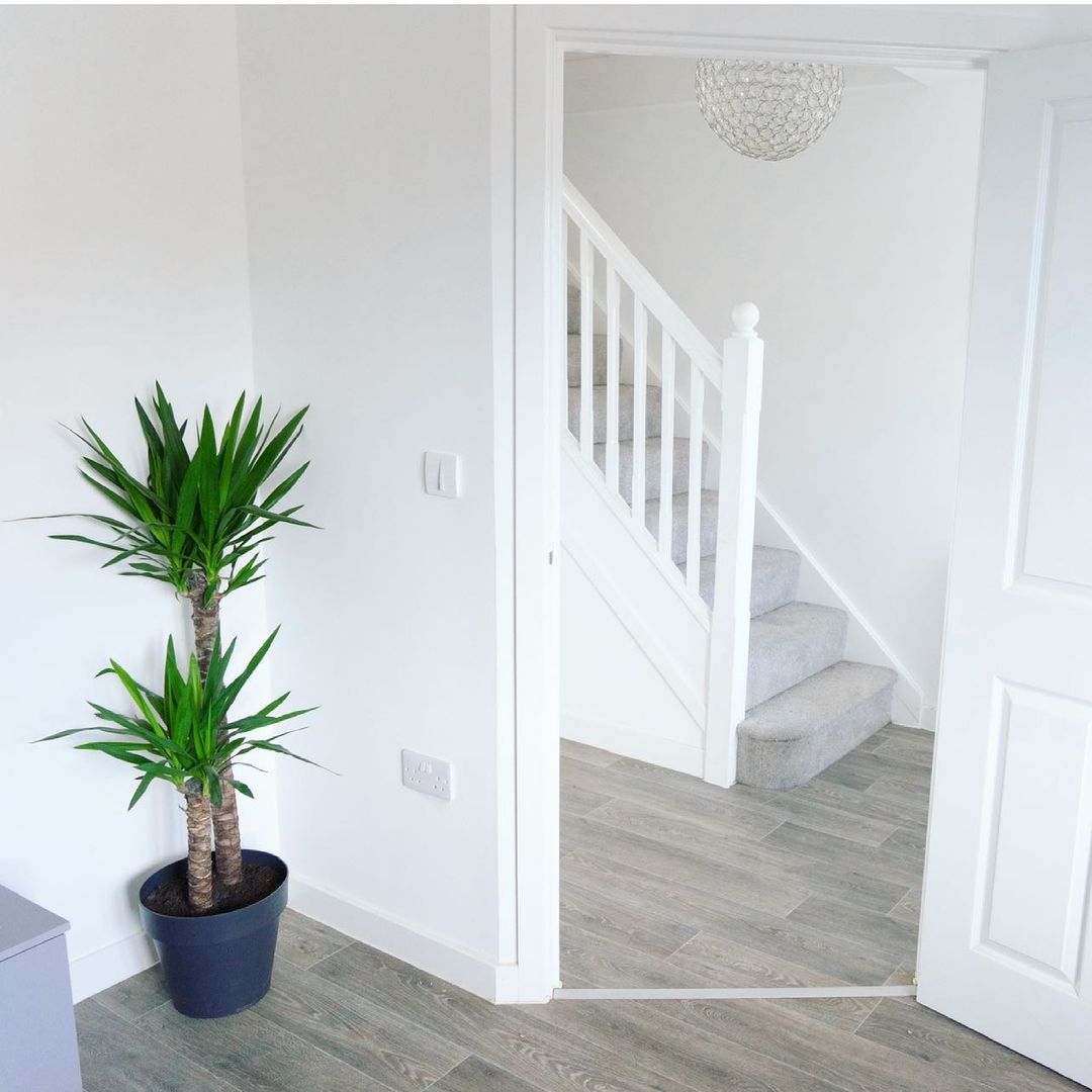 Problems from improperly selected soil for the dragon tree plant