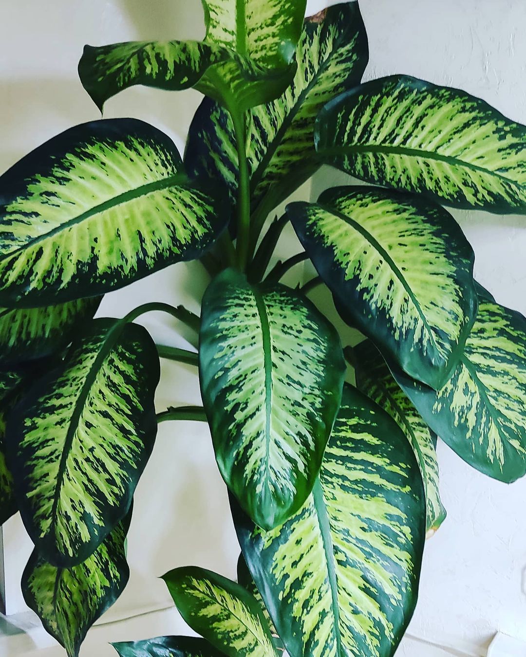 Excessive watering