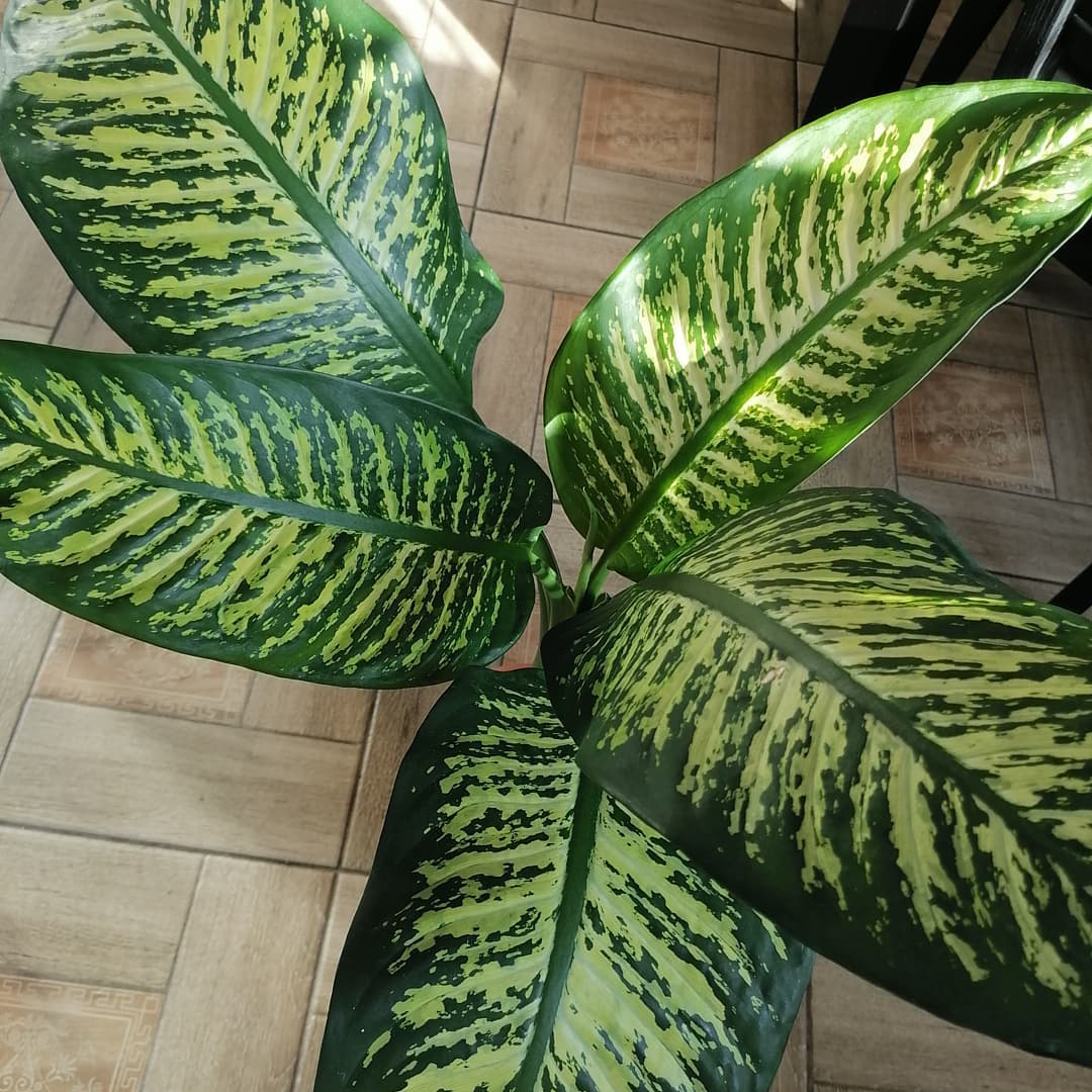 What kind of plant is dieffenbachia?