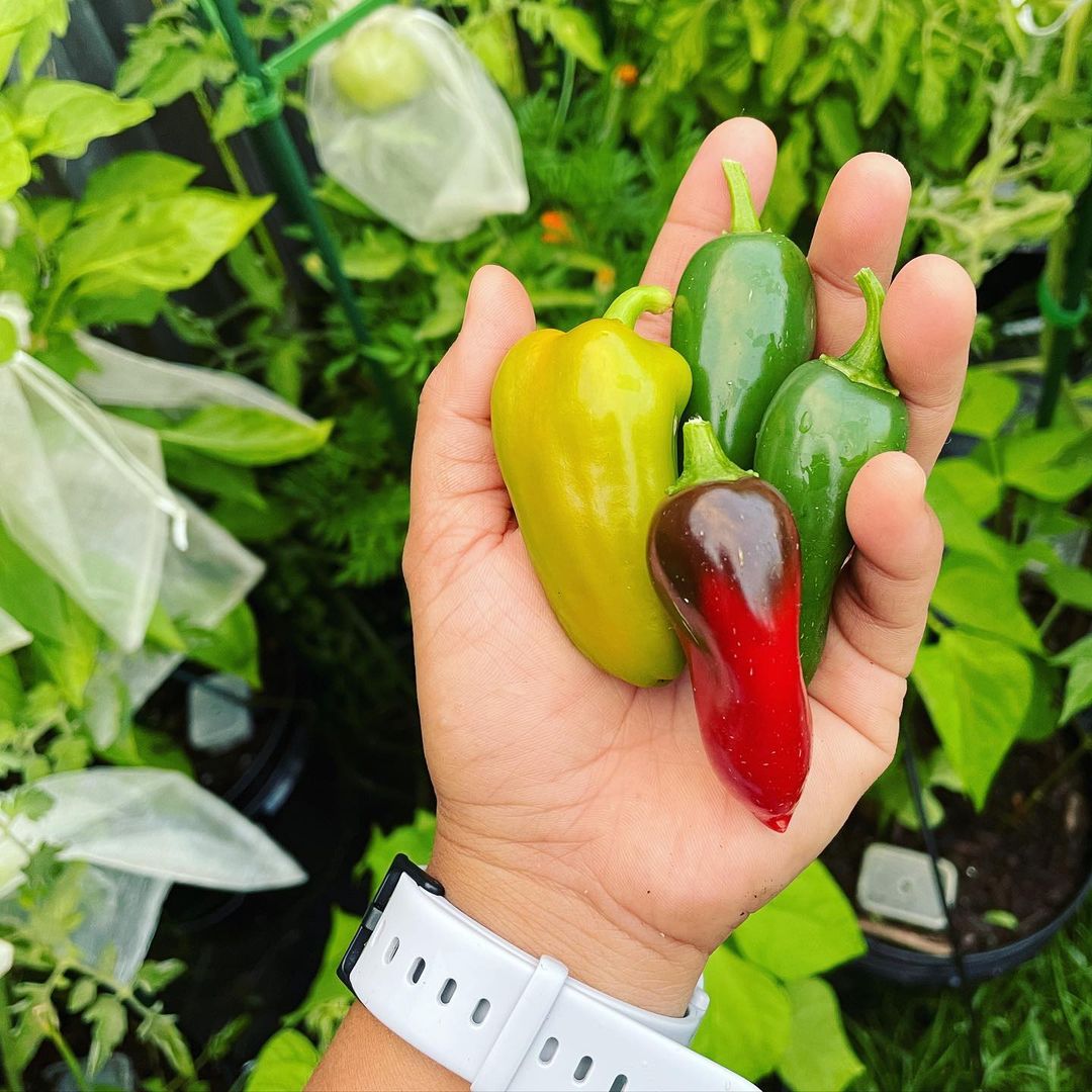 Black rot of jalapeño peppers