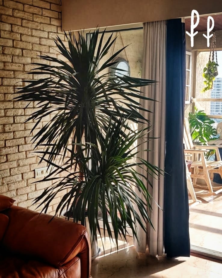 What kind of plant is the dragon tree?