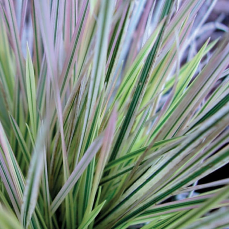 Tufted grass