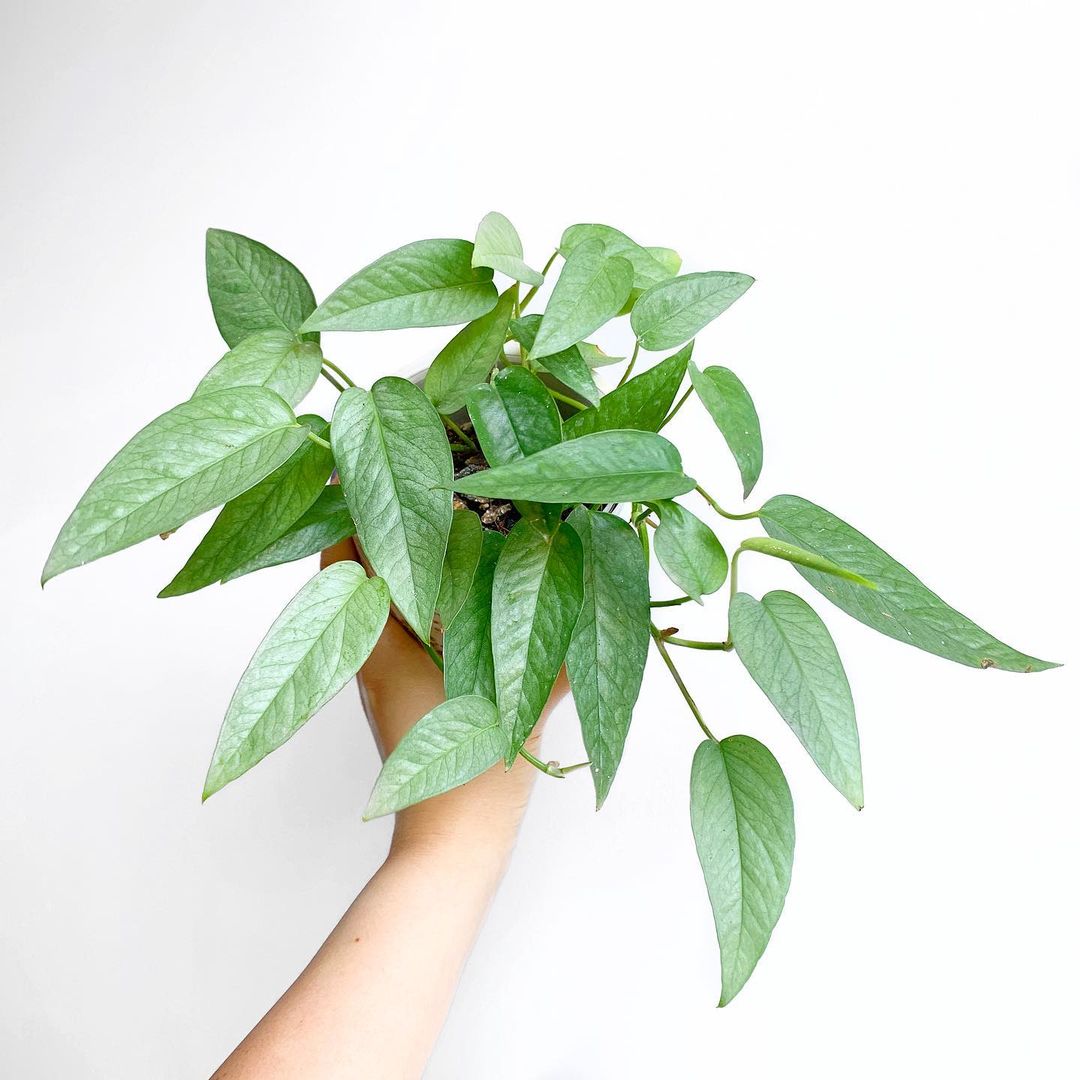 Cebu blue pothos