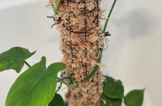 What is a moss pole for plants?