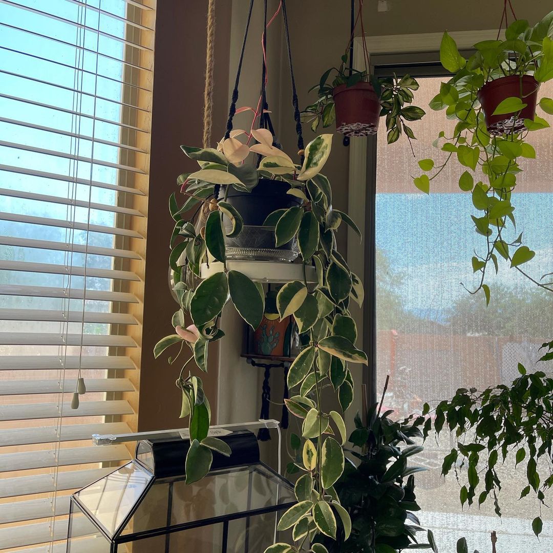 Watering the crimson queen hoia
