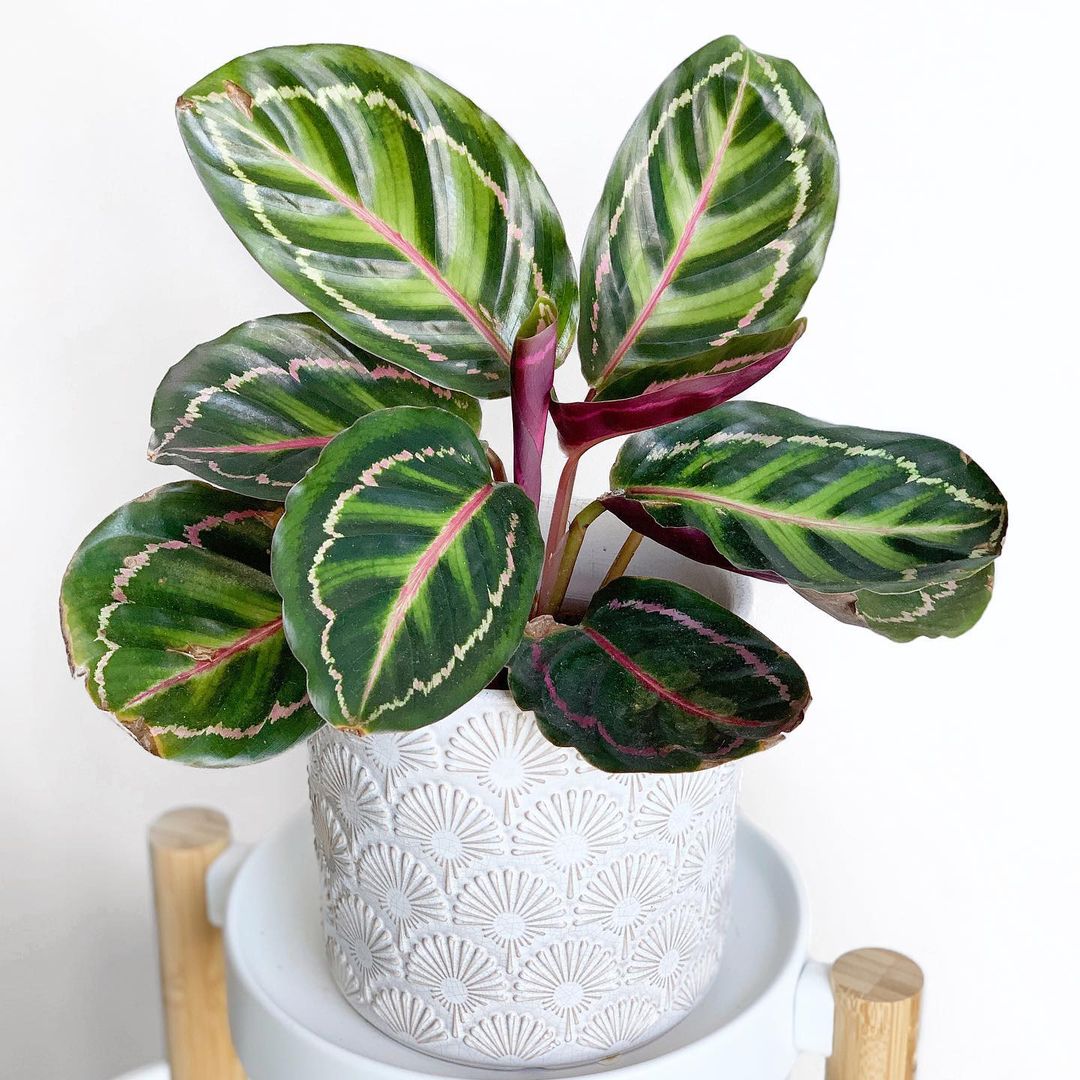 Prayer Plant