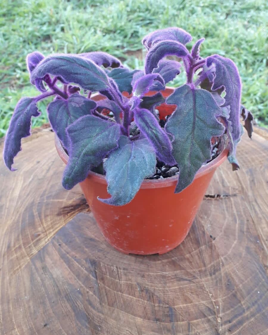Guinura nitida