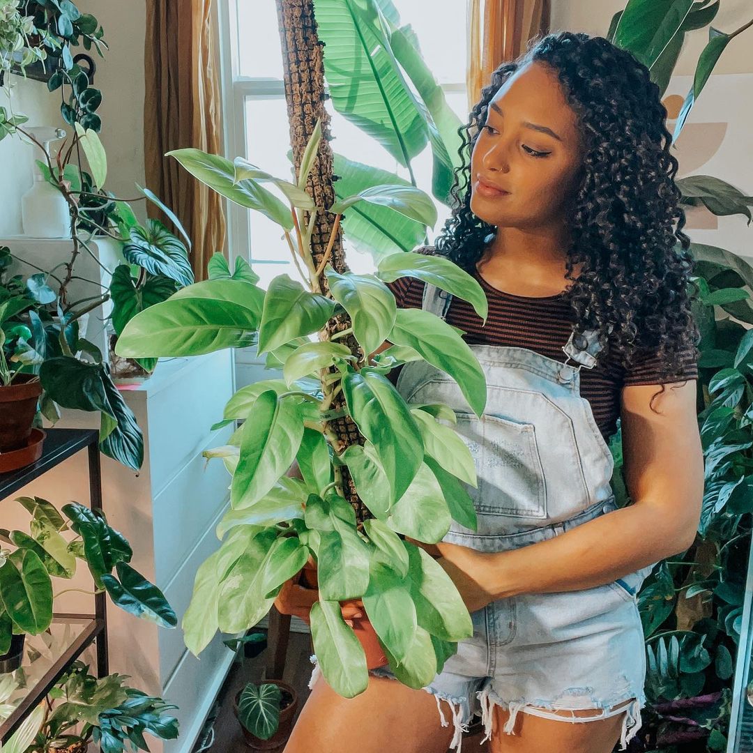 Why do you need a moss pole for plants?