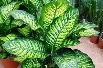 Timely transplanting