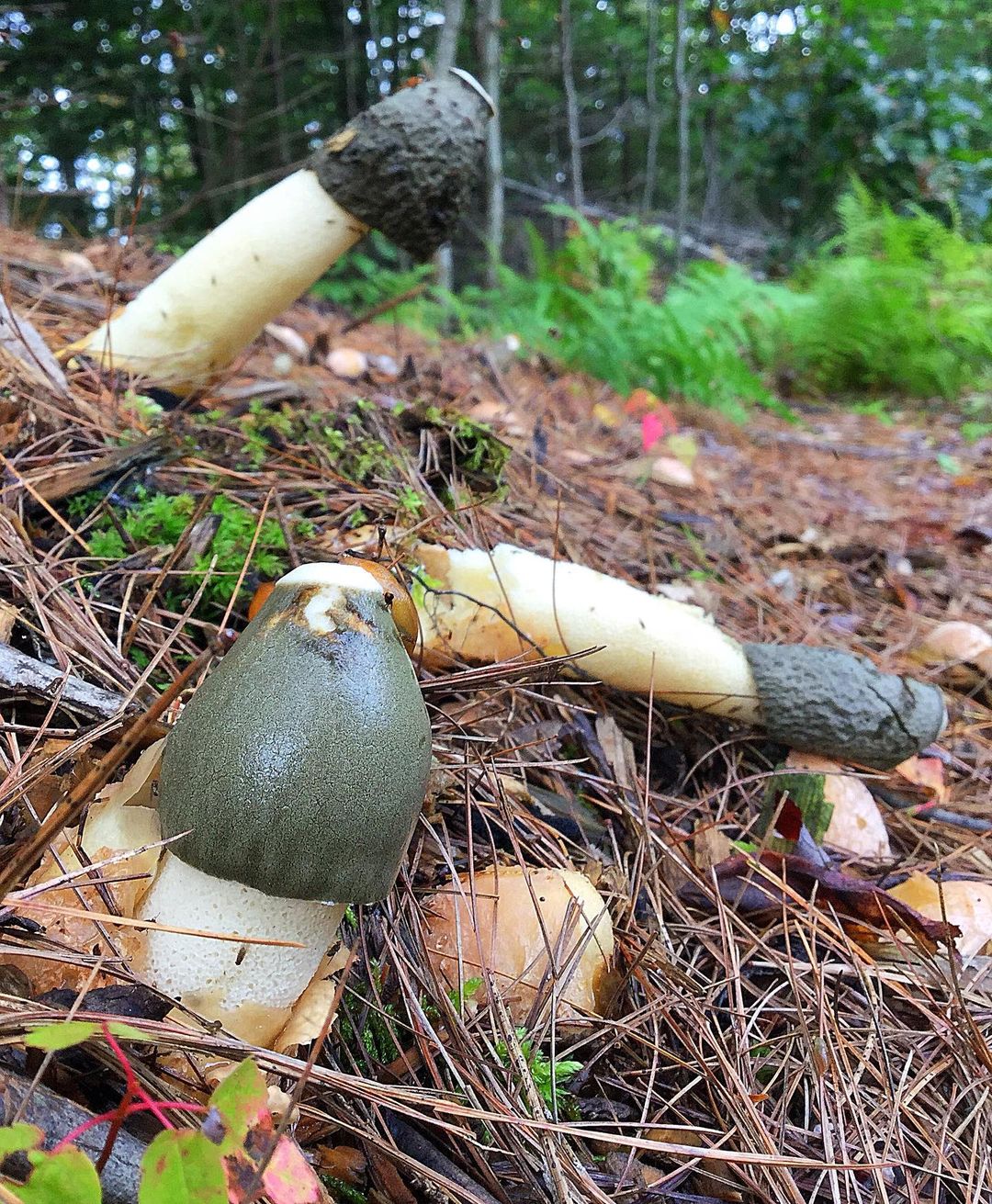 Stinkhorn mushroom
