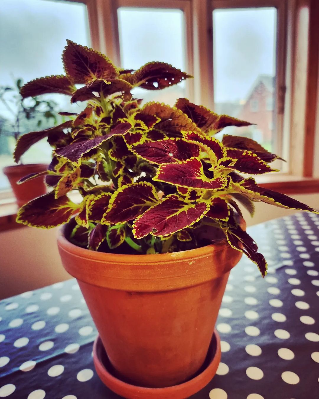 Coleus Purple