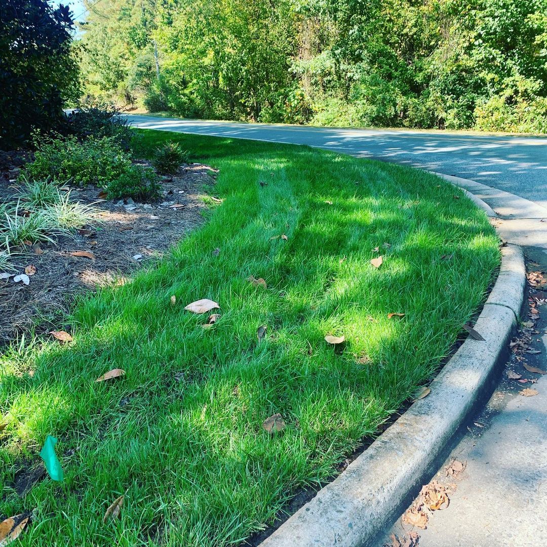 Tall fescue grass