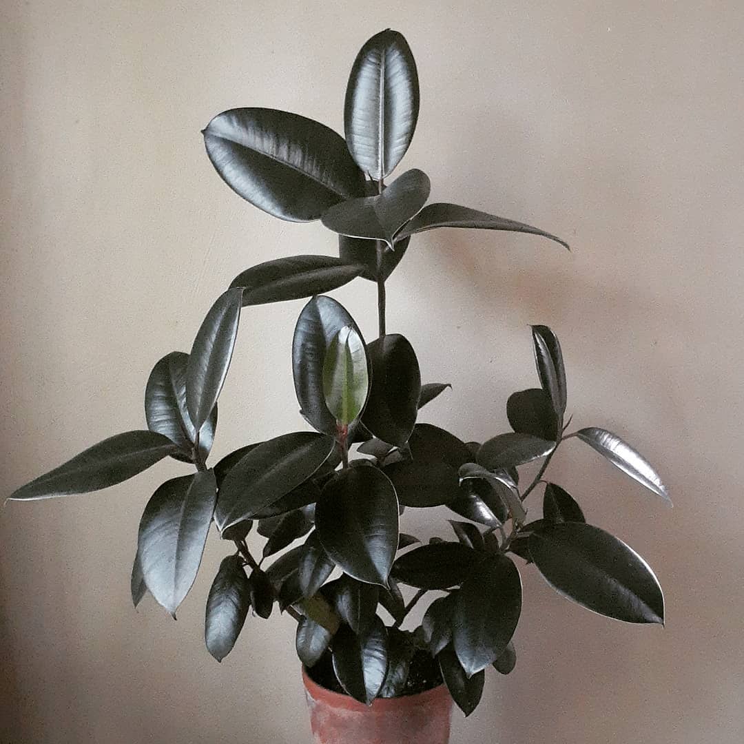 A good mix of soil for rubber tree