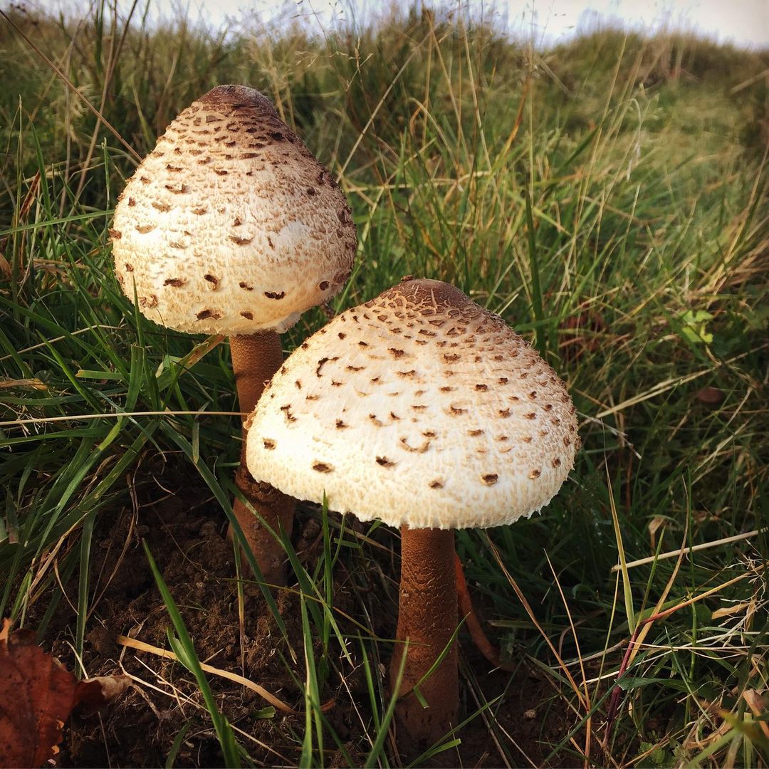 Furry parasol mushroom
