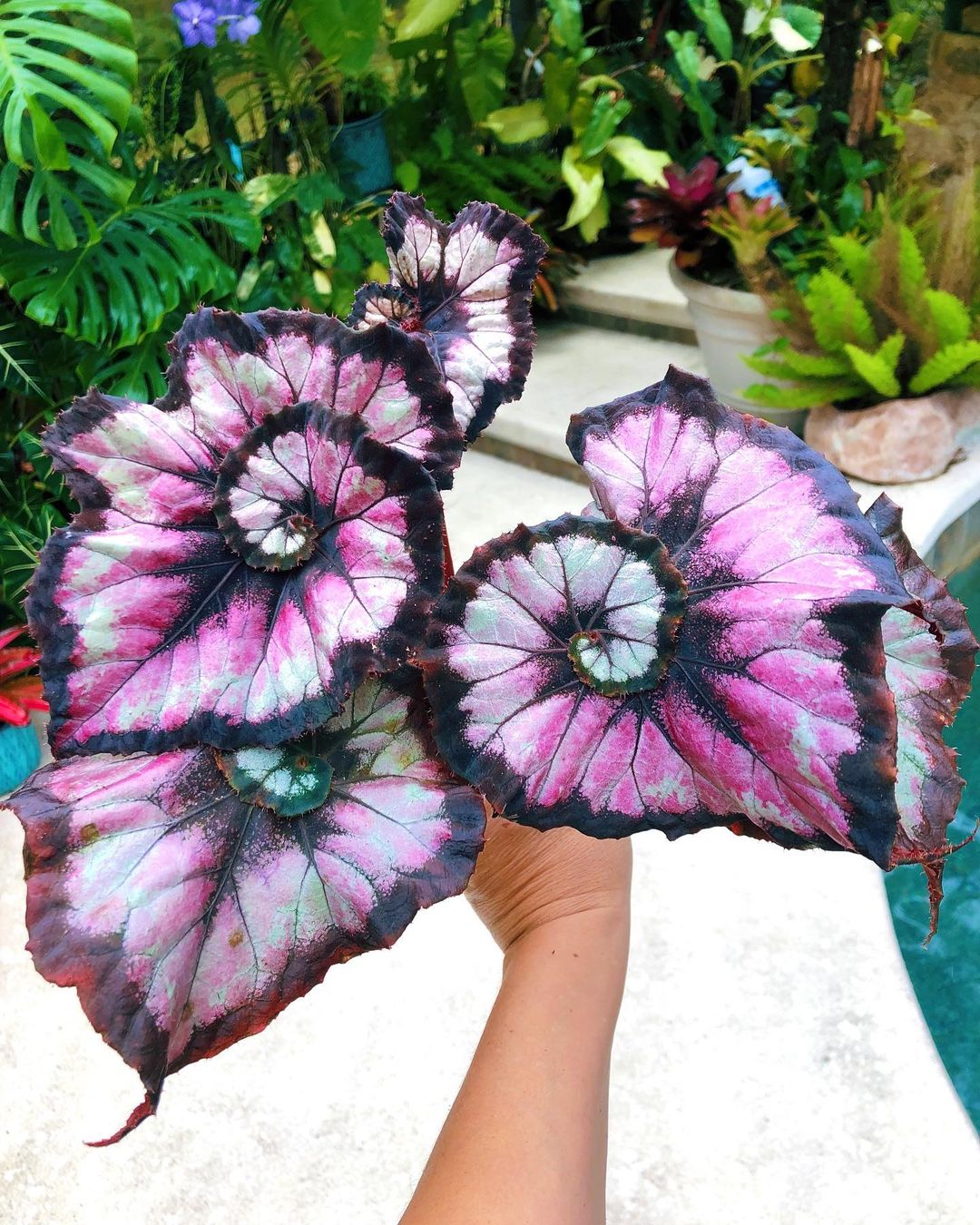 Temperature for begonia rex