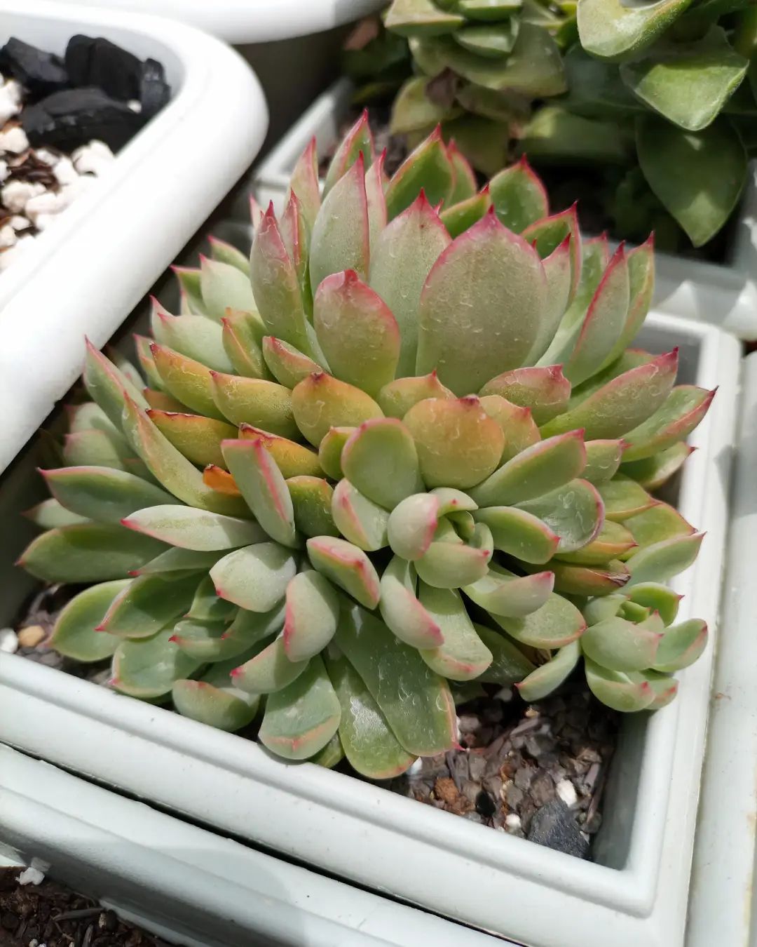 Echeveria