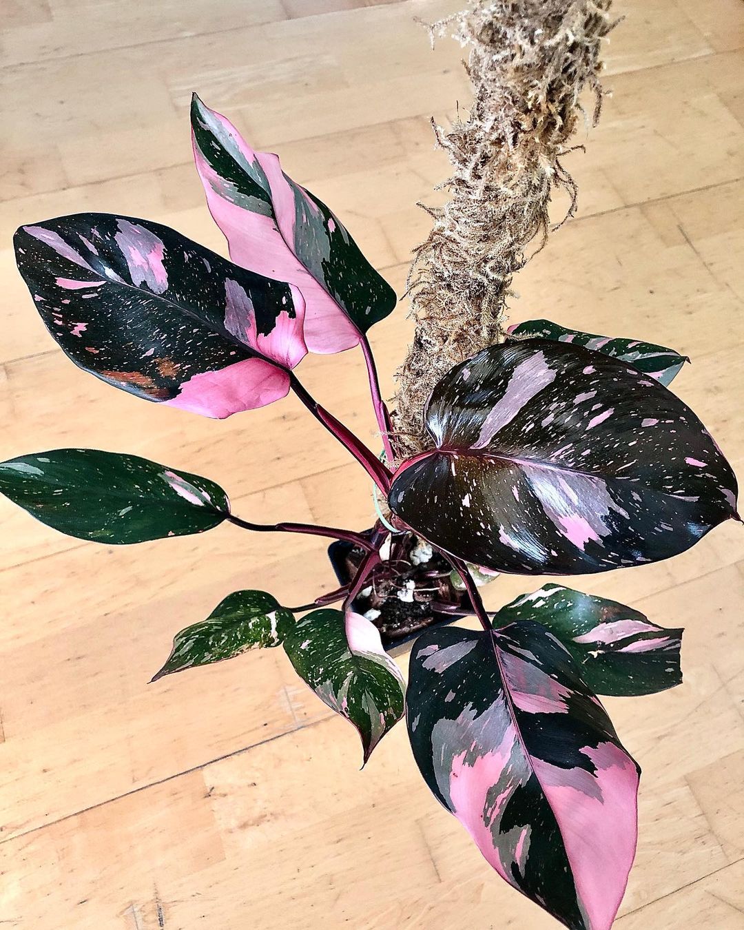 What diseases are susceptible to philodernon pink princess