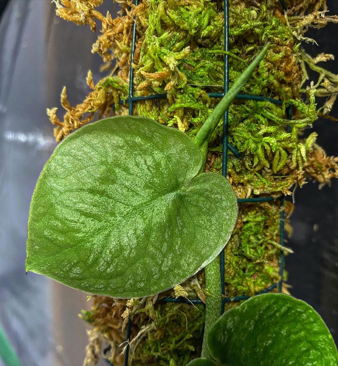 How do you get a plant to stick to a moss pole?