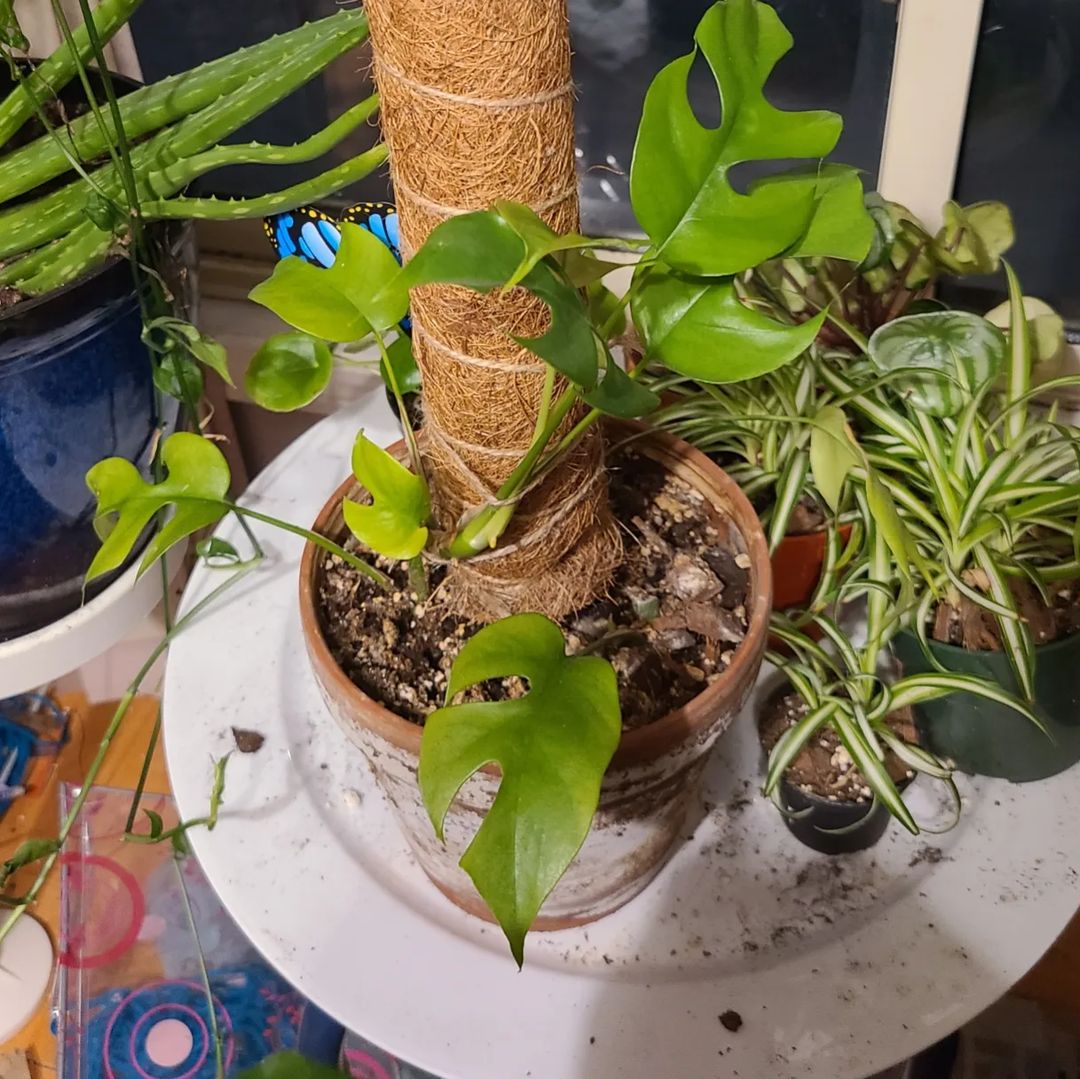 For which plants the moss column is suitable?