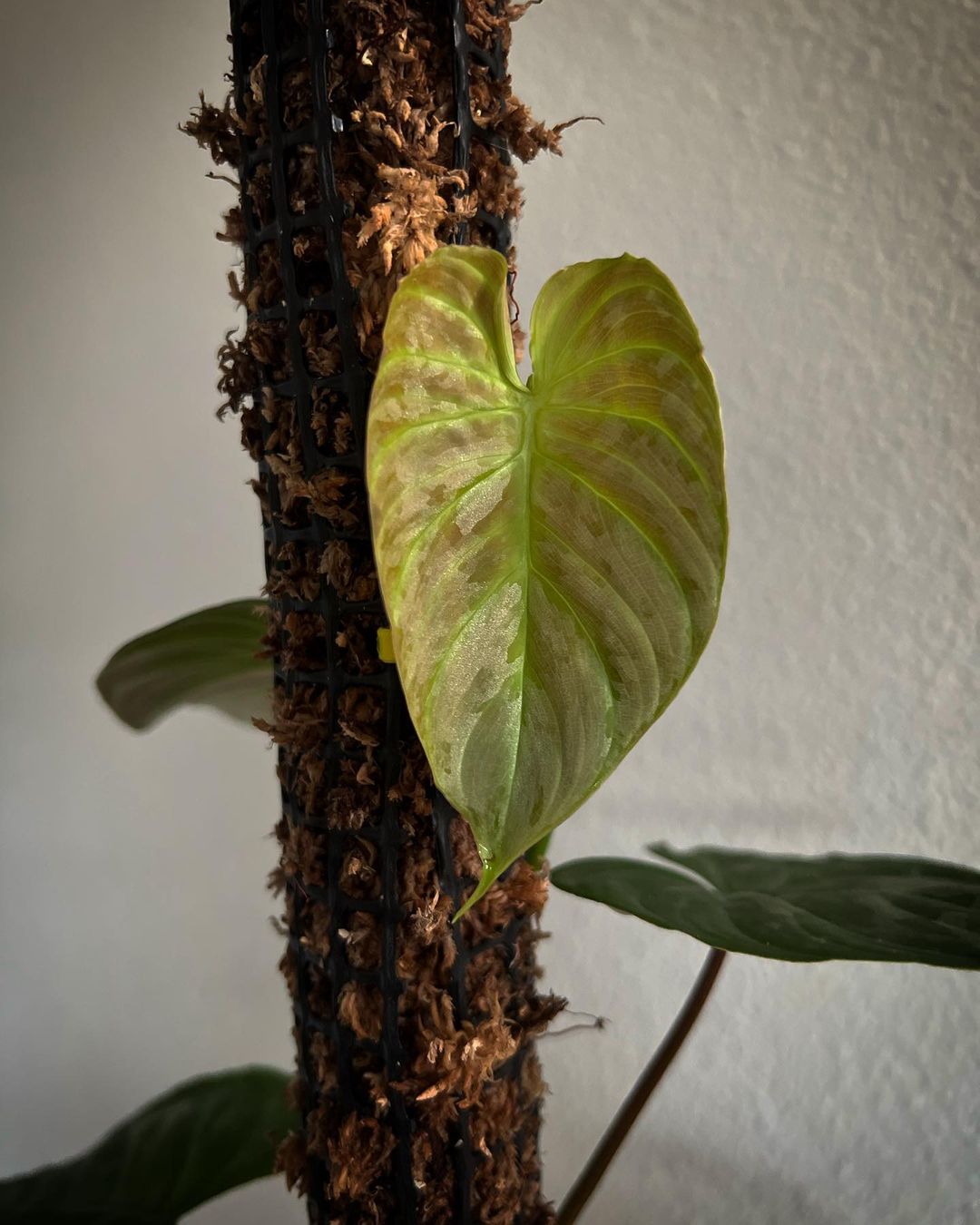How to take care of a moss pole?