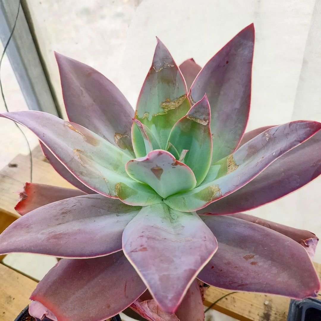 How do I water succulents that grow on the lawn in the ground?