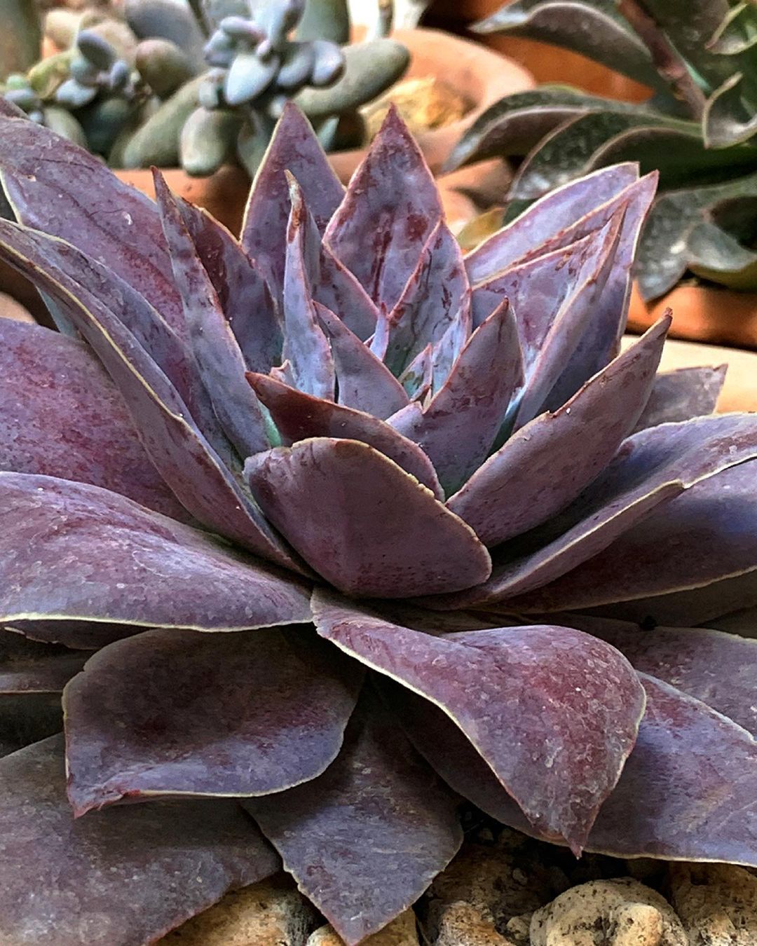 How do I water succulents that grow on the lawn in the ground?