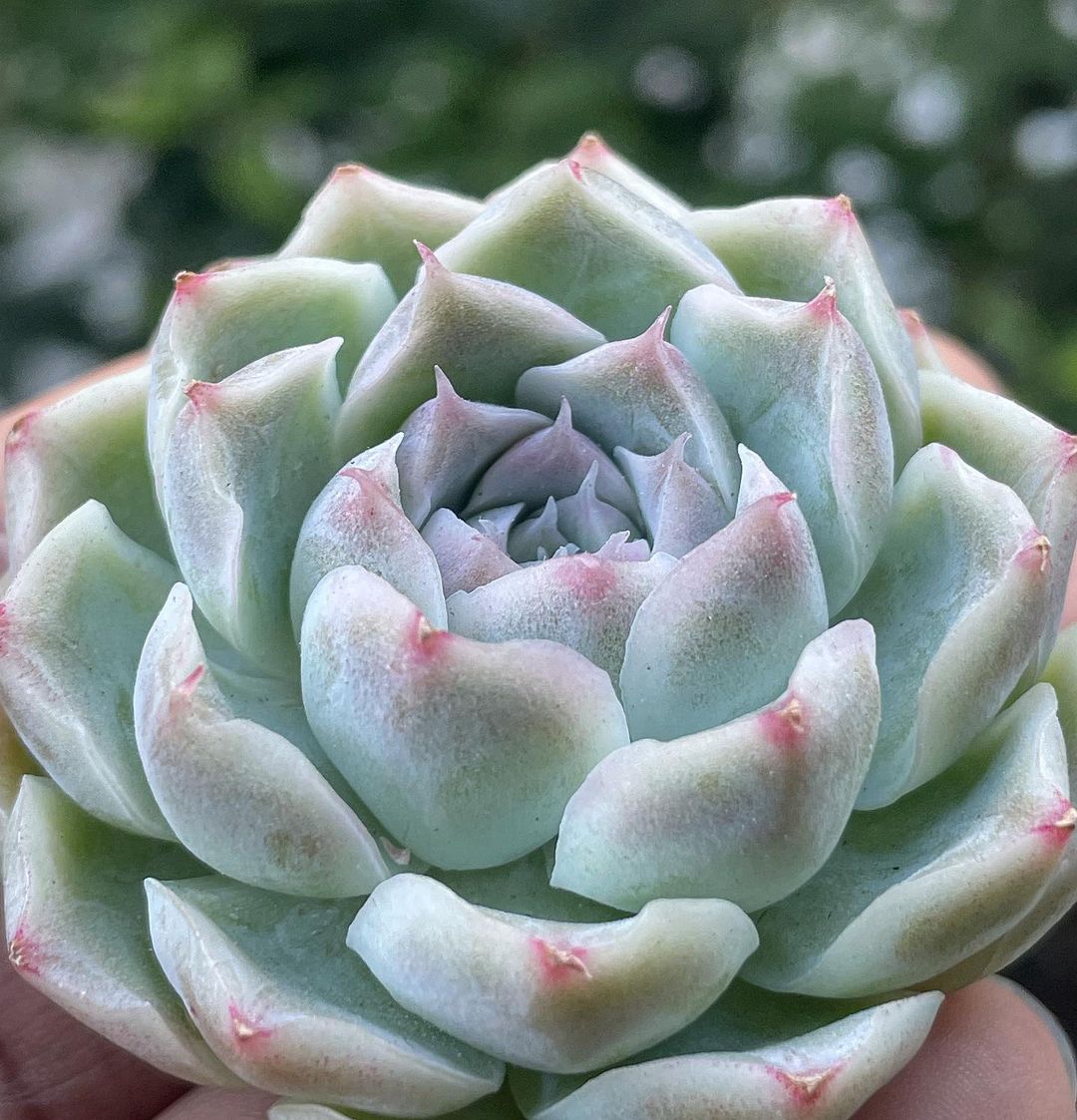 What is a succulent plant?