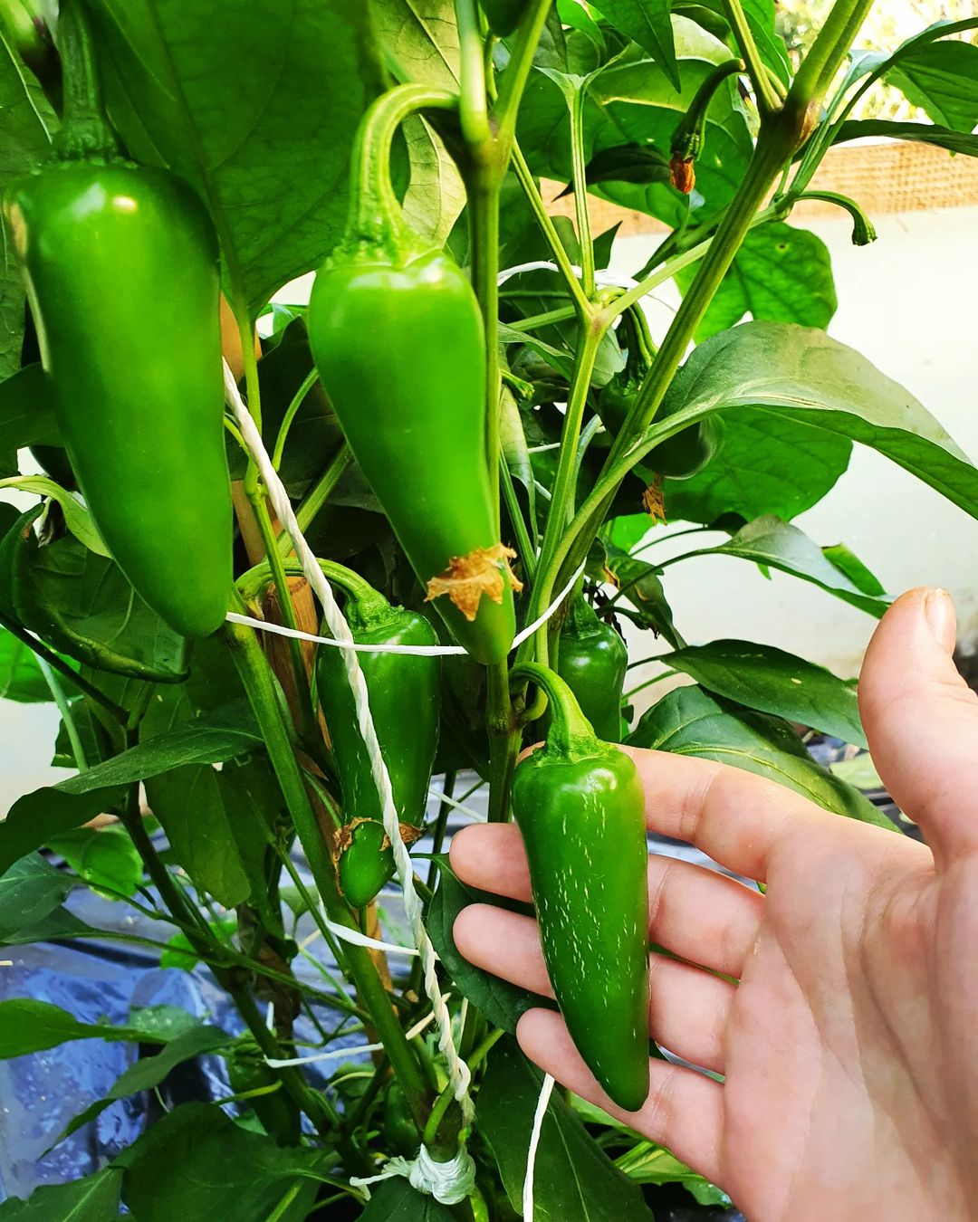 Anthracnose infection