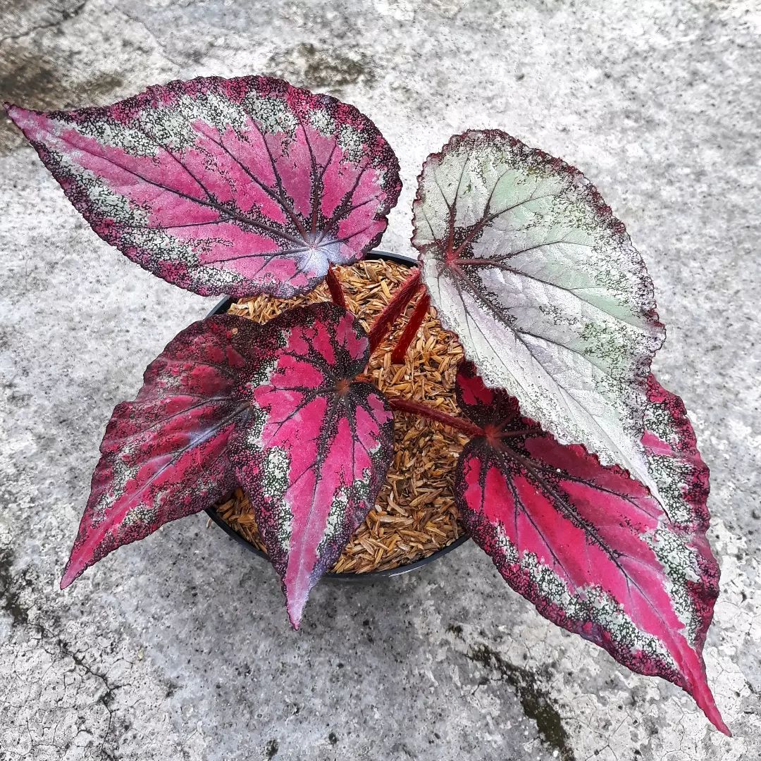Watering begonia rex