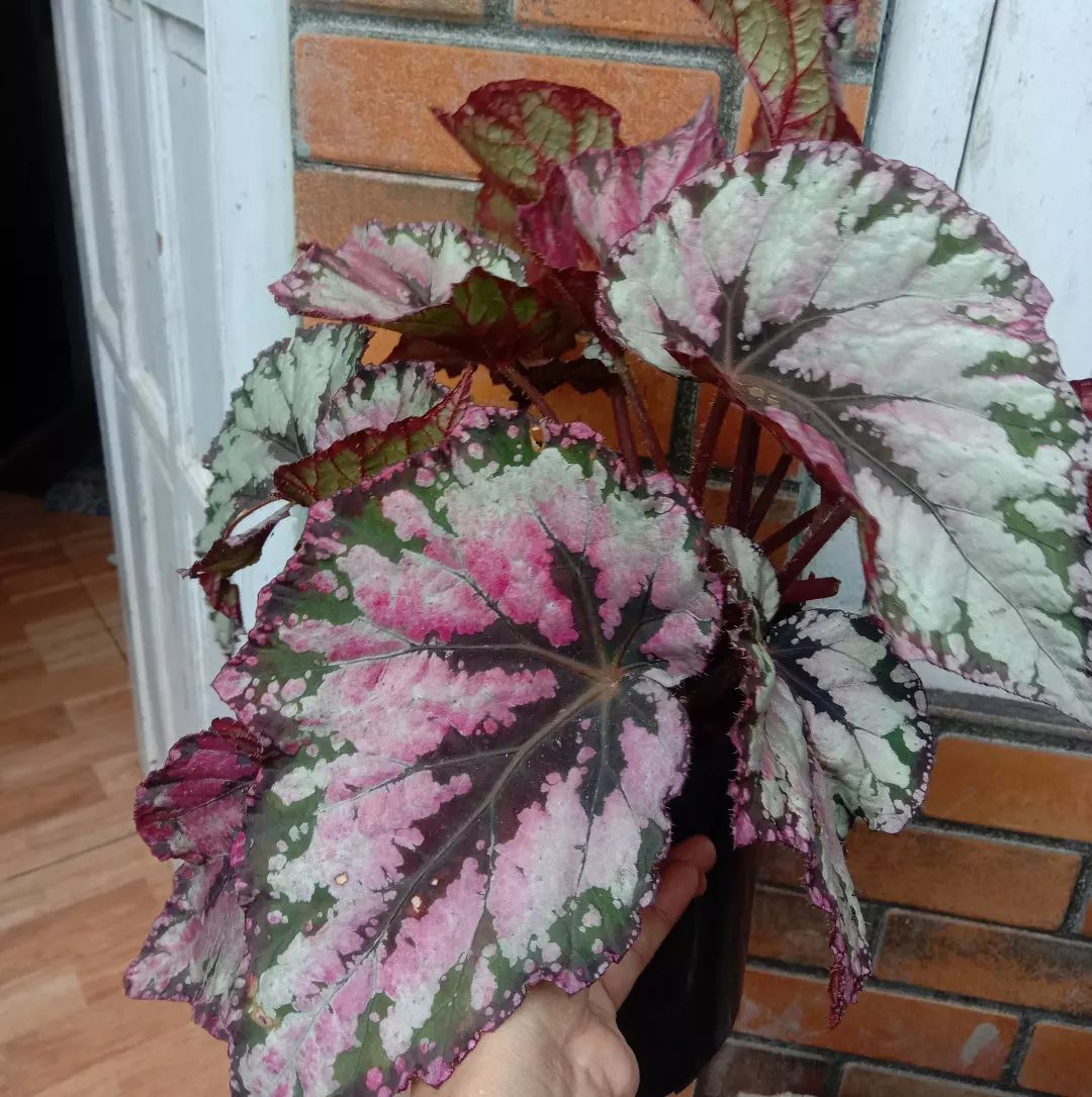 Propagation of begonia rex