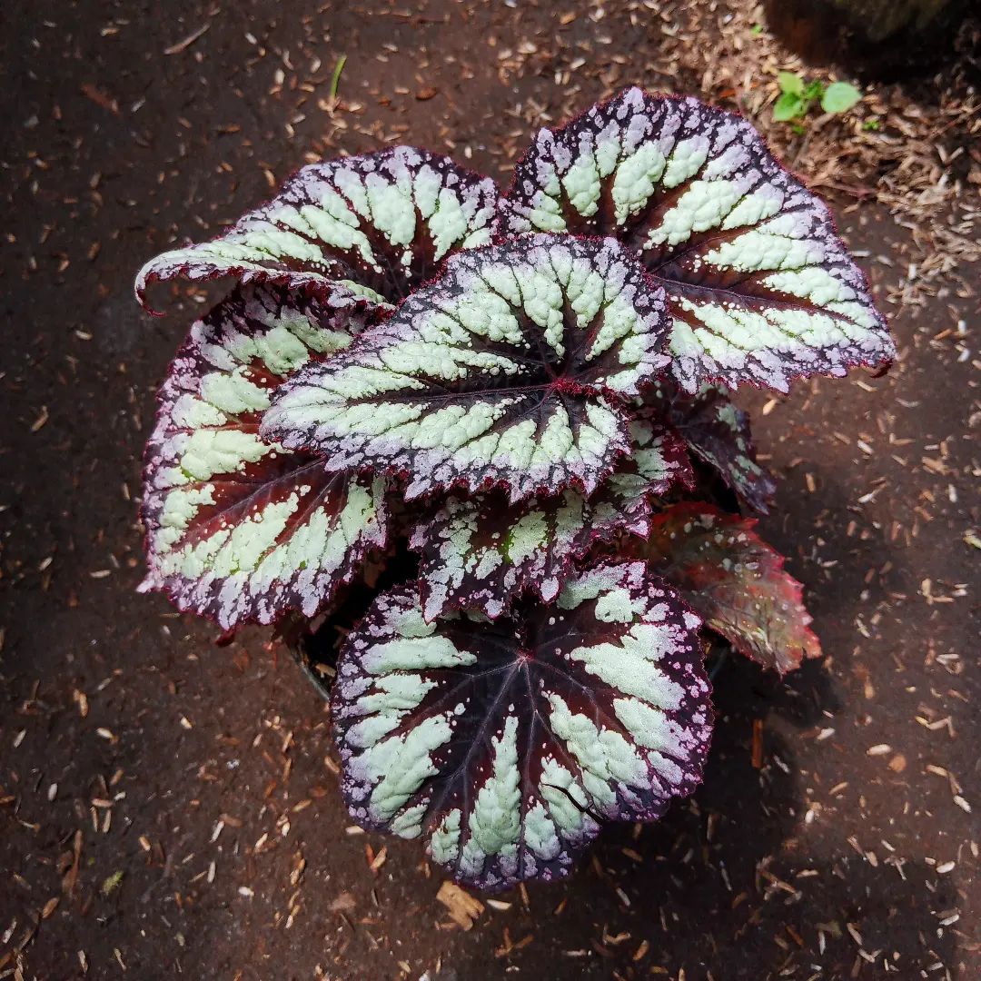 Pests and diseases of begonia rex