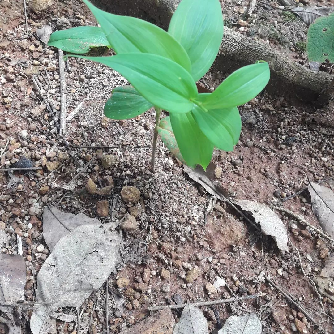 Why you shouldn't use potting soil in the ground?