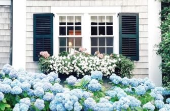 Feeding hydrangeas with organic matter