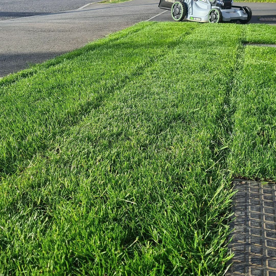 Perennial ryegrass